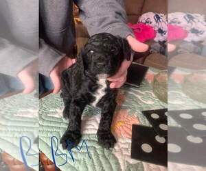 Poodle (Standard) Puppy for sale in KEUKA PARK, NY, USA