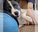 Small Photo #3 Brat Puppy For Sale in Atlanta, GA, USA