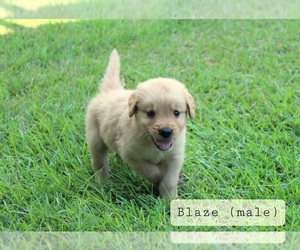 Golden Retriever Puppy for Sale in MONTEZUMA, Georgia USA