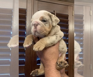 English Bulldog Puppy for sale in LA PUENTE, CA, USA
