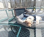 Small Photo #4 Labrador Retriever Puppy For Sale in RANDALL, MN, USA