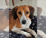 Small Beagle Mix