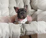 Small #3 French Bulldog