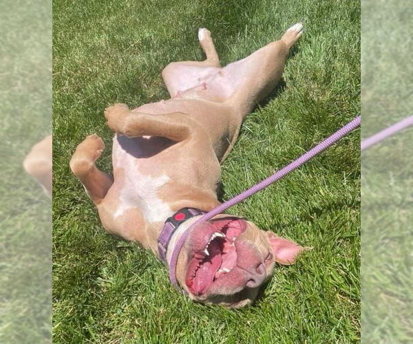Medium Photo #13 American Pit Bull Terrier-Unknown Mix Puppy For Sale in Germantown, OH, USA