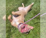Small #12 American Pit Bull Terrier Mix