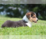 Small Photo #15 Pembroke Welsh Corgi Puppy For Sale in FORT MADISON, IA, USA