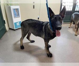 German Shepherd Dog-Unknown Mix Dogs for adoption in Pasadena, CA, USA