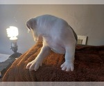 Small Photo #3 American Bully Puppy For Sale in DETROIT, MI, USA