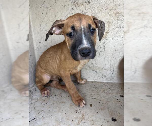 Medium Photo #1 American Pit Bull Terrier-Unknown Mix Puppy For Sale in Oklahoma City, OK, USA