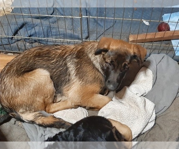 Medium Photo #10 Malinois Puppy For Sale in ORCHARDS, WA, USA