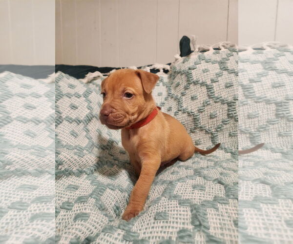 Medium Photo #3 Mutt Puppy For Sale in Euless, TX, USA