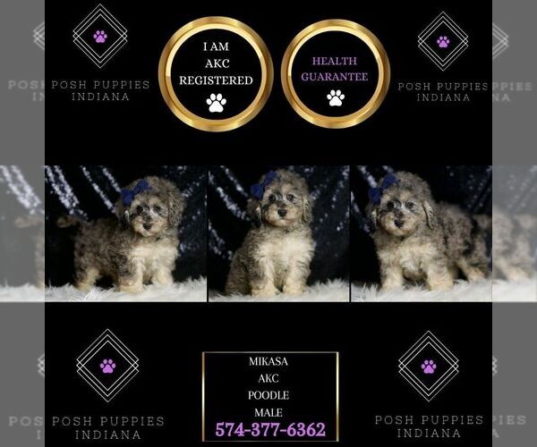 Medium Photo #9 Poodle (Miniature) Puppy For Sale in WARSAW, IN, USA
