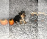 Small Photo #4 Yorkshire Terrier Puppy For Sale in INDIANAPOLIS, IN, USA