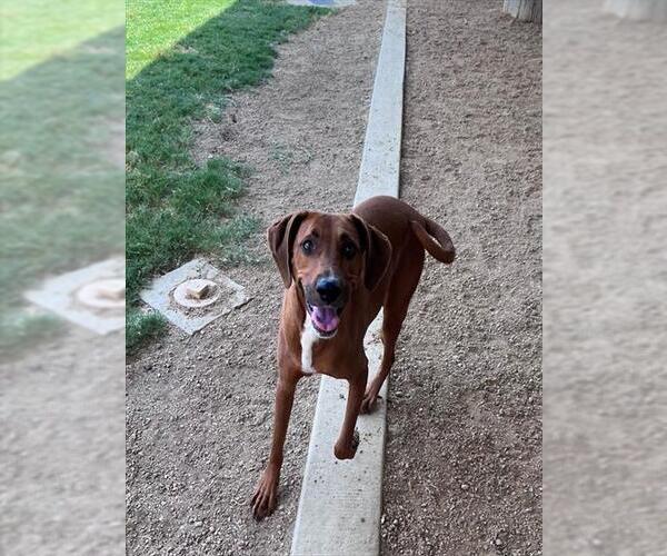 Medium Photo #1 Redbone Coonhound-Unknown Mix Puppy For Sale in Plano, TX, USA