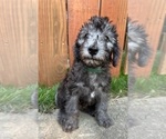Puppy Green Girl Bedlington Terrier