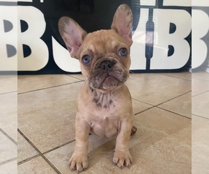 French Bulldog Puppy for Sale in CHINO, California USA