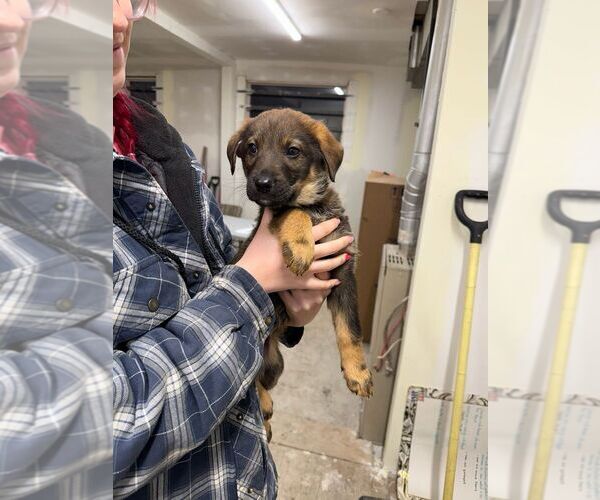 Medium Photo #1 Mutt Puppy For Sale in Calgary, Alberta, Canada