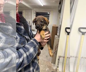 Mutt Dogs for adoption in Calgary, Alberta, Canada