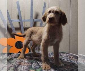 Labradoodle-Poodle (Standard) Mix Puppy for sale in CANAJOHARIE, NY, USA