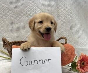 Golden Retriever Puppy for sale in OWEN, WI, USA
