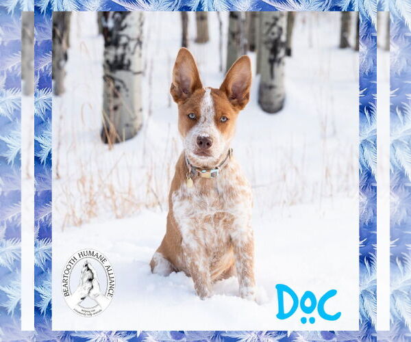 Medium Photo #2 Mutt Puppy For Sale in Red Lodge, MT, USA