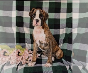 Boxer Puppy for sale in CHRISTIANA, PA, USA