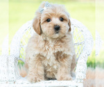 Small #4 Maltipoo (Toy)