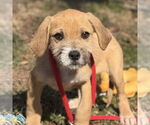 Small #3 Labrador Retriever Mix