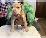 Puppy Puppy 3 American Bully