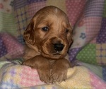Small #2 Golden Retriever