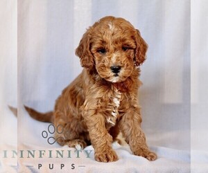 Goldendoodle (Miniature) Puppy for sale in LEOLA, PA, USA