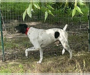 Father of the German Shorthaired Pointer puppies born on 08/18/2025