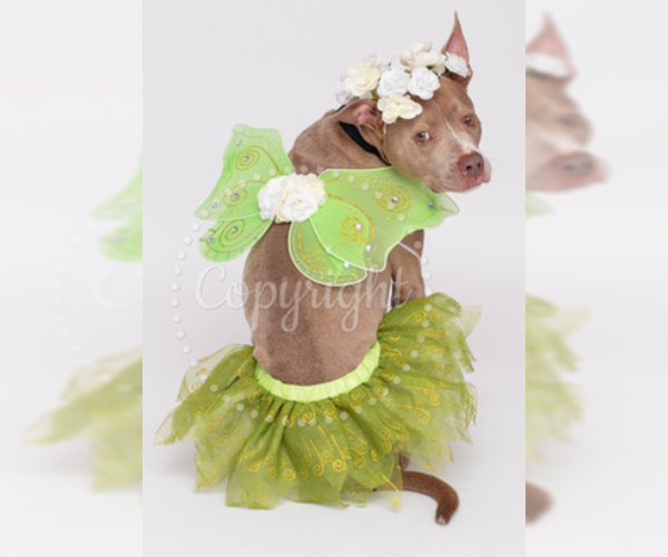 Medium Photo #3 Chihuahua-Unknown Mix Puppy For Sale in Virginia Beach, VA, USA