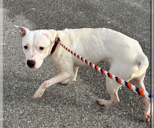 Medium Photo #2 American Pit Bull Terrier-Staffordshire Bull Terrier Mix Puppy For Sale in Frankenmuth, MI, USA