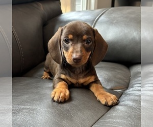 Dachshund Puppy for sale in FRANKLIN, IN, USA