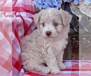 Aussiedoodle Miniature Puppy for sale in FREDERICKSBURG, OH, USA