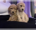 Small Photo #33 Double Doodle Puppy For Sale in TALLAHASSEE, FL, USA