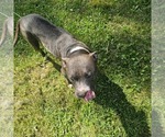 Small #14 American Pit Bull Terrier