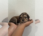 Small #7 Bernedoodle (Miniature)