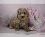 Puppy Puppy 4 Goldendoodle