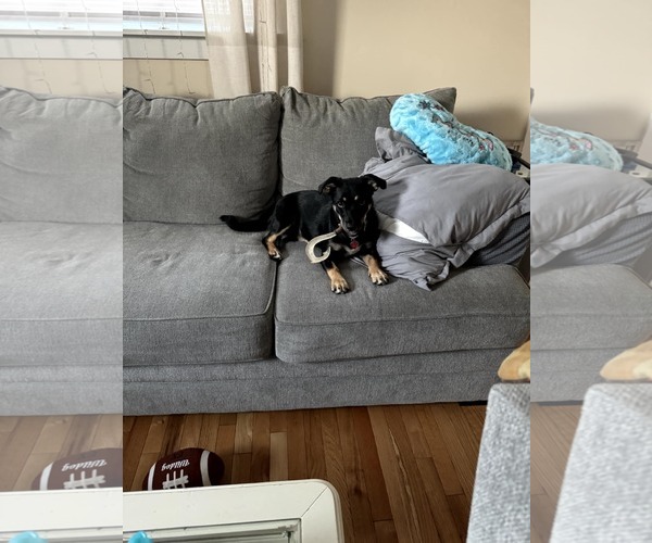 Medium Photo #2 Jack-Rat Terrier Puppy For Sale in New Hampton, NY, USA