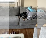 Small #1 Jack-Rat Terrier