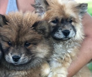 Chow Chow Puppy for sale in APPLE VALLEY, CA, USA