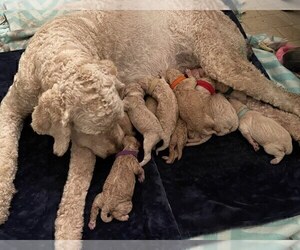 Mother of the Goldendoodle puppies born on 05/04/2021