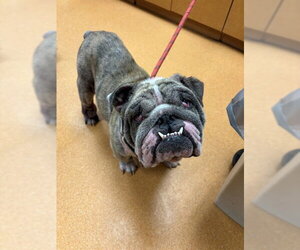 Bulldog Dogs for adoption in Martinez, CA, USA