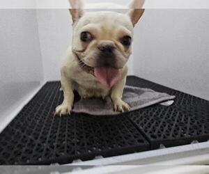 French Bulldog Dogs for adoption in Pasadena, CA, USA