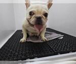 Small French Bulldog