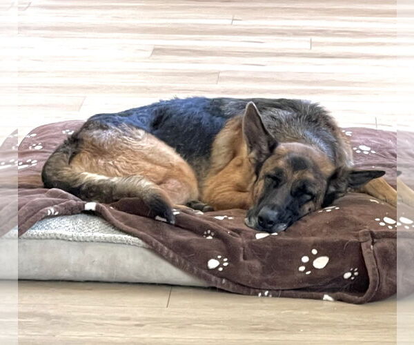 Medium Photo #5 German Shepherd Dog Puppy For Sale in Modesto, CA, USA