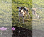 Small #1 American Pit Bull Terrier Mix