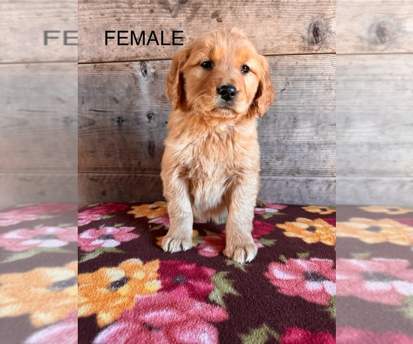 Medium Photo #14 Golden Retriever Puppy For Sale in VERMONTVILLE, MI, USA